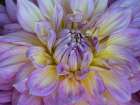 Usa-Washington State-Duvall. Purple Garden dahlia close-up Art Print
